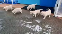 Delapan ekor anak anjing jenis English Cream Golden Retriever direkam sedang menjajal kolam renang untuk pertama kalinya.