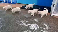 Respons Lucu Gerombolan Anak Anjing di Kolam Renang