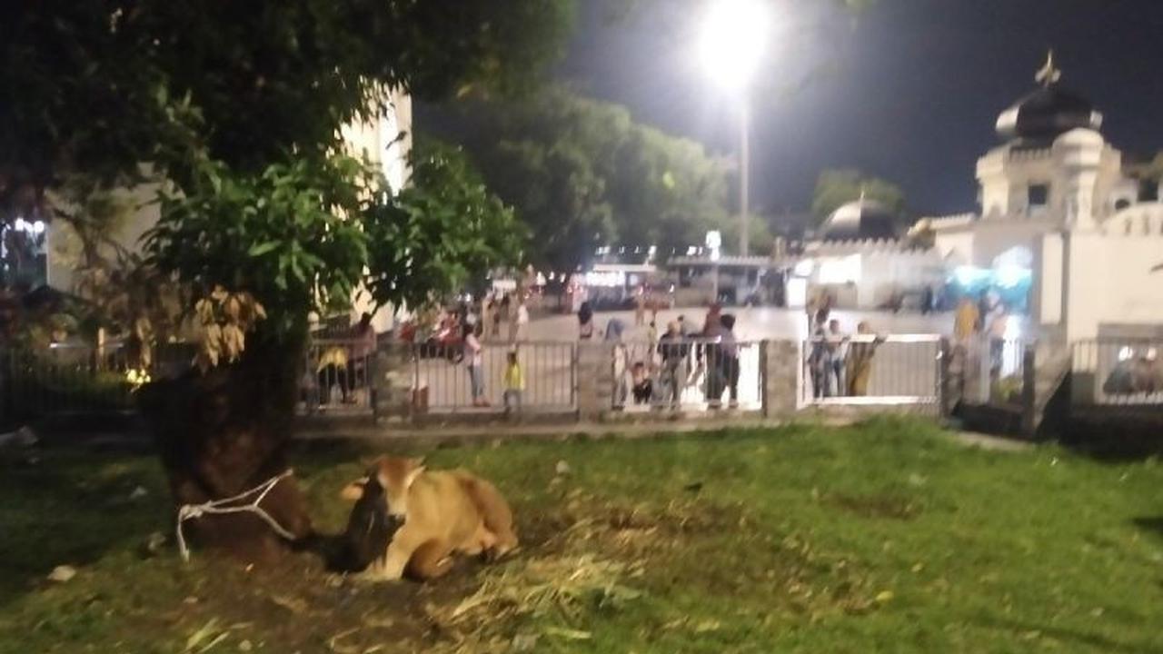 Masjid Raya Al-Mashun Medan Sembelih 13 Hewan Kurban Idul Adha, Distribusi Hingga Luar Daerah