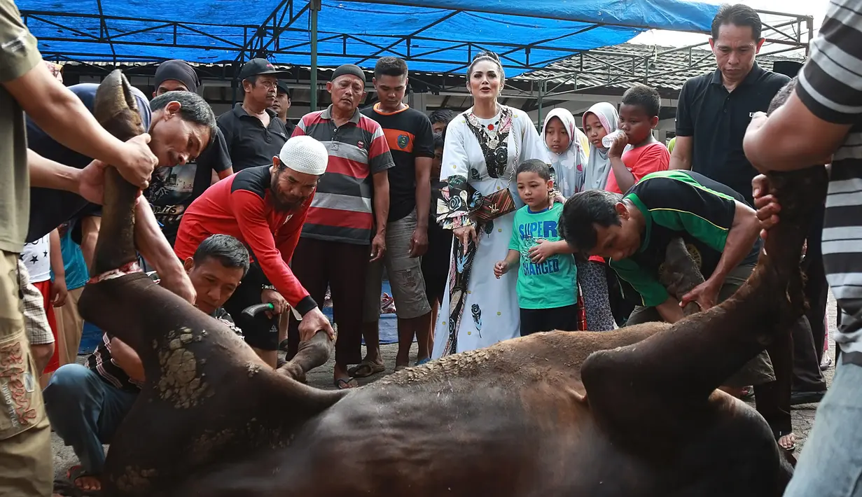 Penyanyi Krisdayanti pada Idul Adha tahun ini, kurban seekor sapi dan kerbau. Diva pop Indonesia itu menyerahkan sapi kurbannya di masjid dekat kediamannya di kawasan Jeruk Purut. (Bambang E. Ros/Bintang.com)