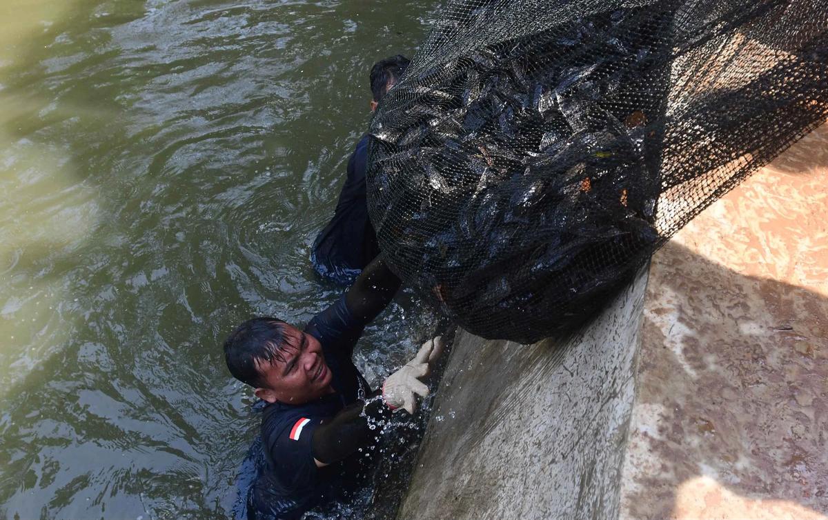 FOTO: Operasi  Penangkapan  Ikan Sapu Sapu di Setu Babakan Capai Lebih dari Tiga Ton