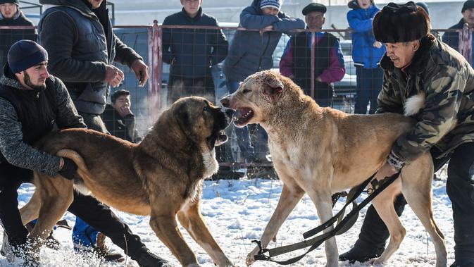 Dua pria memegang masing-masing anjing Alabay miliknya saat bersiap  memulai pertarungan di arena pertarungan bersalju di Kota Bishkek, Kyrgyzstan (18/11). (AFP Photo/Vyacheslav Oseledko)