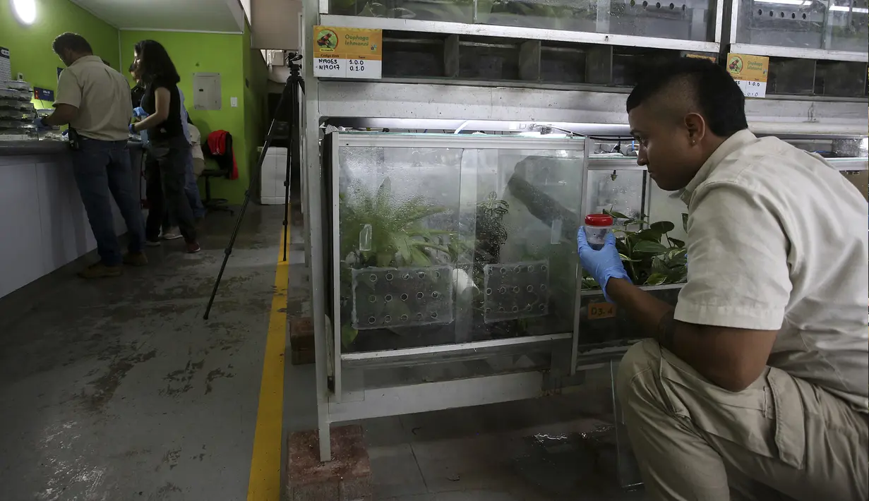Pemandangan laboratorium Cali Zoo Foundation tempat katak beracun (Oophaga Lehmanni) dipelihara dan diperbanyak, Cali, Kolombia, 1 Juni 2022. Untuk pertama kalinya di Kolombia dan setelah beberapa tahun penelitian serta eksperimen, aliansi entitas berhasil mereproduksi Oophaga Lehmanni di bawah perawatan manusia. (Paola MAFLA/AFP)