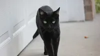 Sejarah Kucing Hitam, Dikembangbiakkan Sejak 1950an