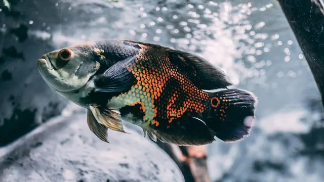 Warna Ikan Oscar