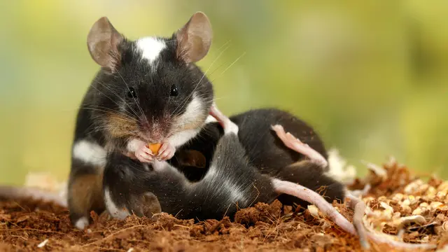 Jenis Hamster Langka dan Harganya