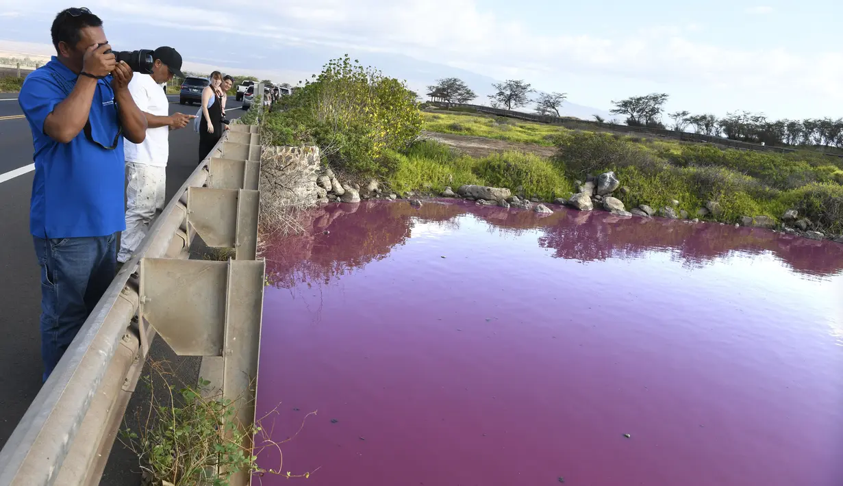 Ilmuwan juga memperingatkan agar siapapun tidak memasuki air atau meminumnya. (Matthew Thayer/The Maui News via AP)