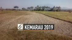 Dampak Kemarau Panjang 2019 Menurut BMKG