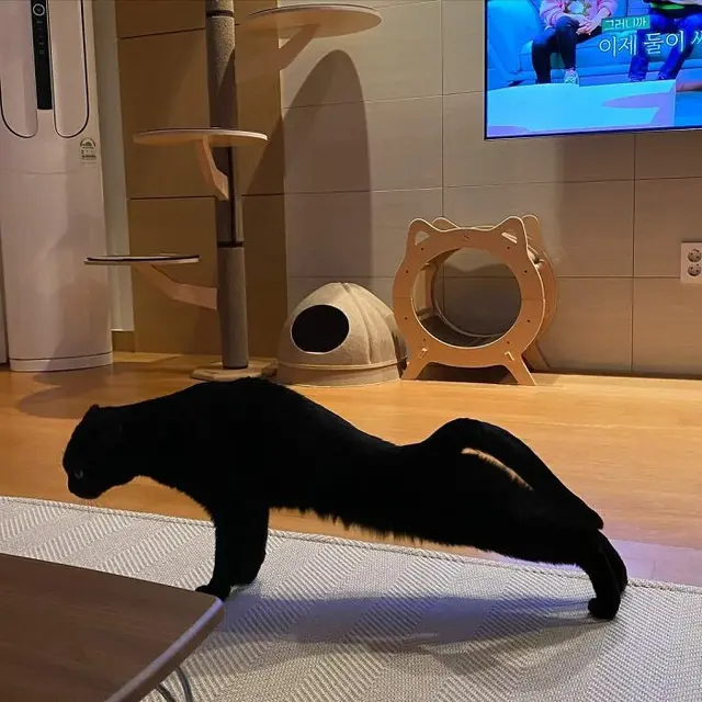 Tak Selalu Seram, 7 Tingkah Kucing Hitam ini Justru Menggemaskan