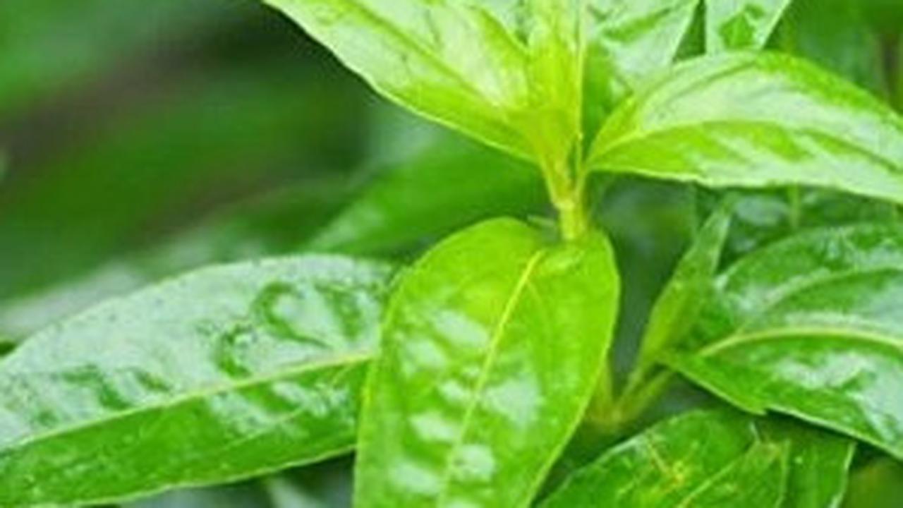 Namun, seperti halnya dengan penggunaan herbal lainnya, konsultasikan dengan dokter sebelum mengonsumsinya untuk memastikan kesesuaian dengan kondisi kesehatan individu.