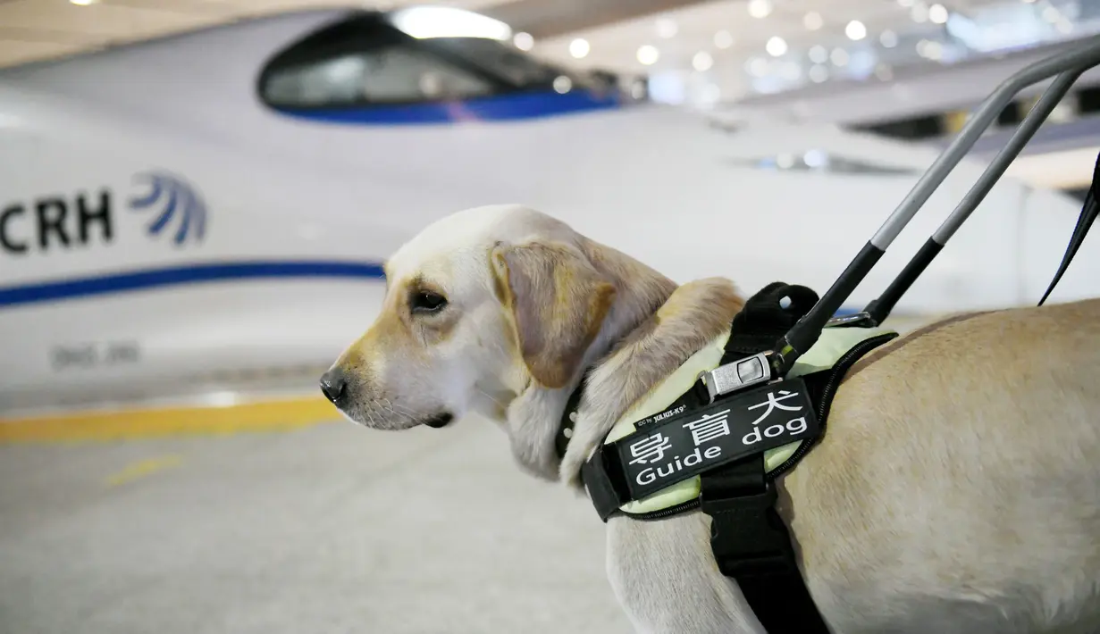 Seekor anjing menunggu untuk menaiki kereta di Stasiun Kereta Selatan Baoji di Baoji, Provinsi Shaanxi, China pada 12 Januari 2020. Anjing-anjing pemandu dilatih untuk beradaptasi dengan kereta peluru guna membantu para penumpang tunanetra selama arus mudik Tahun Baru Imlek. (Xinhua/Li Yibo)