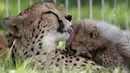 Seekor cheetah, Savannah, menjilati anaknya yang belum lama dilahirkan di Kebun Binatang Praha, Republik Ceko, Kamis (3/8). Sang induk yang berusia 6 tahun melahirkan lima ekor cheetah, terdiri dari  tiga jantan dan dua betina. (AP/Petr David Josek)