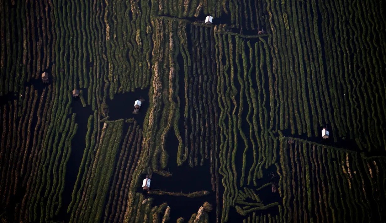 Pemandangan rumah-rumah panggung yang berada di antara perkebunan sayur di kampung terapung Danau Inle, Negara Bagian Shan, Myanmar, Senin (18/2). Masyarakat di sini mengembangkan metode bertani unik, yaitu dengan membuat kebun terapung.
