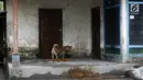 Seekor anjing berkeliaran di sekitar rumah di Desa Sebudi, Karangasem, Bali, Senin (4/12). Warga yang tinggal di KRB Gunung Agung telah mengungsi di tempat aman, hanya anjing-anjing yang terlihat menjaga rumah pemiliknya. (Liputan6.com/Immanuel Antonius)
