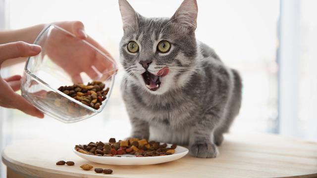 Waspadai 4 Kandungan Cat Food yang Bisa Ganggu Kesehatan Anabul