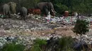 Kawanan gajah liar mencari makan di tempat pembuangan sampah terbuka Desa Digampathana, Sri Lanka, Sabtu (19/8). Menurut pihak berwenang, kawanan hewan liar semakin bergantung pada pembuangan sampah untuk sumber makanan. (LAKRUWAN WANNIARACHCHI/AFP)