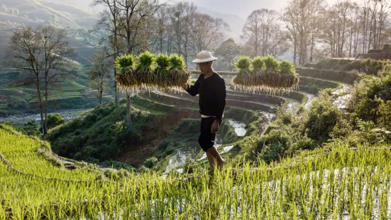 Hari Pangan Sedunia, Gimana Kini Nasib Petani?
