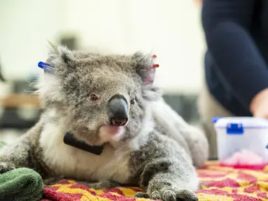 Seekor koala betina menjalani pemeriksaan kesehatan di Melbourne, 6 Desember 2020. Setelah berbulan-bulan menjalani perawatan dan pemulihan, sejumlah koala yang terluka akibat kebakaran hutan besar di Australia pada musim panas lalu akhirnya kembali ke alam liar. (Xinhua/Kebun Binatang Victoria)