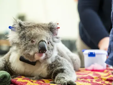 Seekor koala betina menjalani pemeriksaan kesehatan di Melbourne, 6 Desember 2020. Setelah berbulan-bulan menjalani perawatan dan pemulihan, sejumlah koala yang terluka akibat kebakaran hutan besar di Australia pada musim panas lalu akhirnya kembali ke alam liar. (Xinhua/Kebun Binatang Victoria)