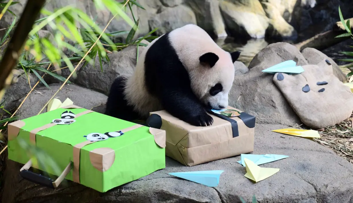 Le Le akan pulang kampung. Kini, panda itu bersiap untuk diterbangkan ke China. (Handout/Mandai Wildlife Group/AFP)