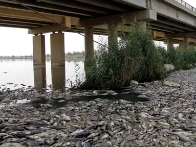 Ribuan ikan mas mati mengapung di atas permukaan Sungai Eufrat dekat kota Sadat al Hindiya, Irak, Jumat (2/11). Para nelayan Irak di selatan Baghdad mengaku kaget setelah menemukan ribuan ikan mas yang diternak mati secara misterius. (Haidar HAMDANI/AFP)