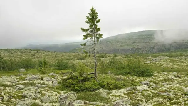 Old Tjikko (0)