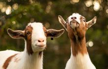 Kurban Kambing untuk Berapa Orang? Berikut Penjelasannya Lengkap dengan Syarat Sahnya