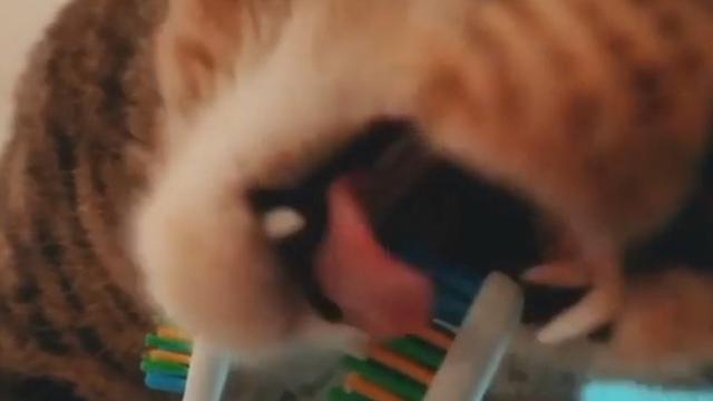 Belajar dari Pemiliknya, Kucing Ini Suka Sikat Giginya Sendiri