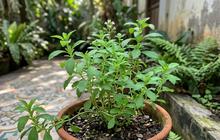 Cara Memperbanyak Tanaman Stevia di Rumah dengan Stek Batang