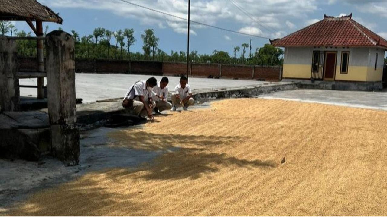 Bulog Wajib Serap 3 Juta Ton Gabah Jika Ingin Indonesia Swasembada Pangan Tahun 2025