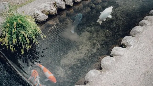 Kolam Ikan di Dalam Rumah (Image by meta AI)