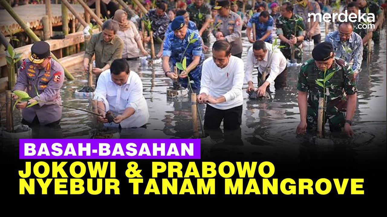 VIDEO: Prabowo & Jokowi Bareng Panglima TNI-Kapolri Nyebur Tanam Mangrove