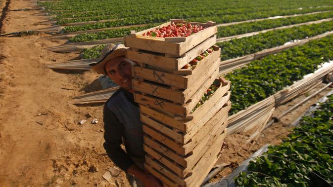 Para petani memetik stroberi di sebuah kebun, Beit Lahyia, Jalur Gaza, Selasa (3/12/2019). Sejak beberapa tahun lalu petani Gaza sudah bisa mengekspor stroberi mereka ke Eropa. (AP Photo/Hatem Moussa)
