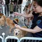 Taiwan merupakan salah satu negara dengan tingkat kelahiran terendah di dunia, sementara kepemilikan hewan peliharaan meroket. Terry Gou menyarankan untuk menawarkan hewan peliharaan gratis kepada orang-orang jika mereka memiliki bayi. ( AFP/Sam Yeh)