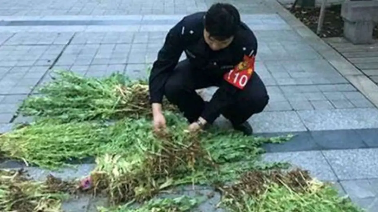 Gunakan Ganja sebagai Penyedap Masakan, Kakek Tua Ditangkap