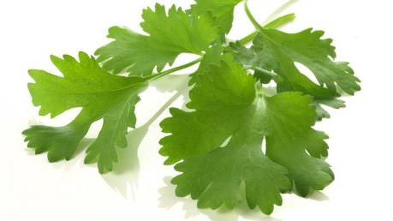 2. Daun Ketumbar