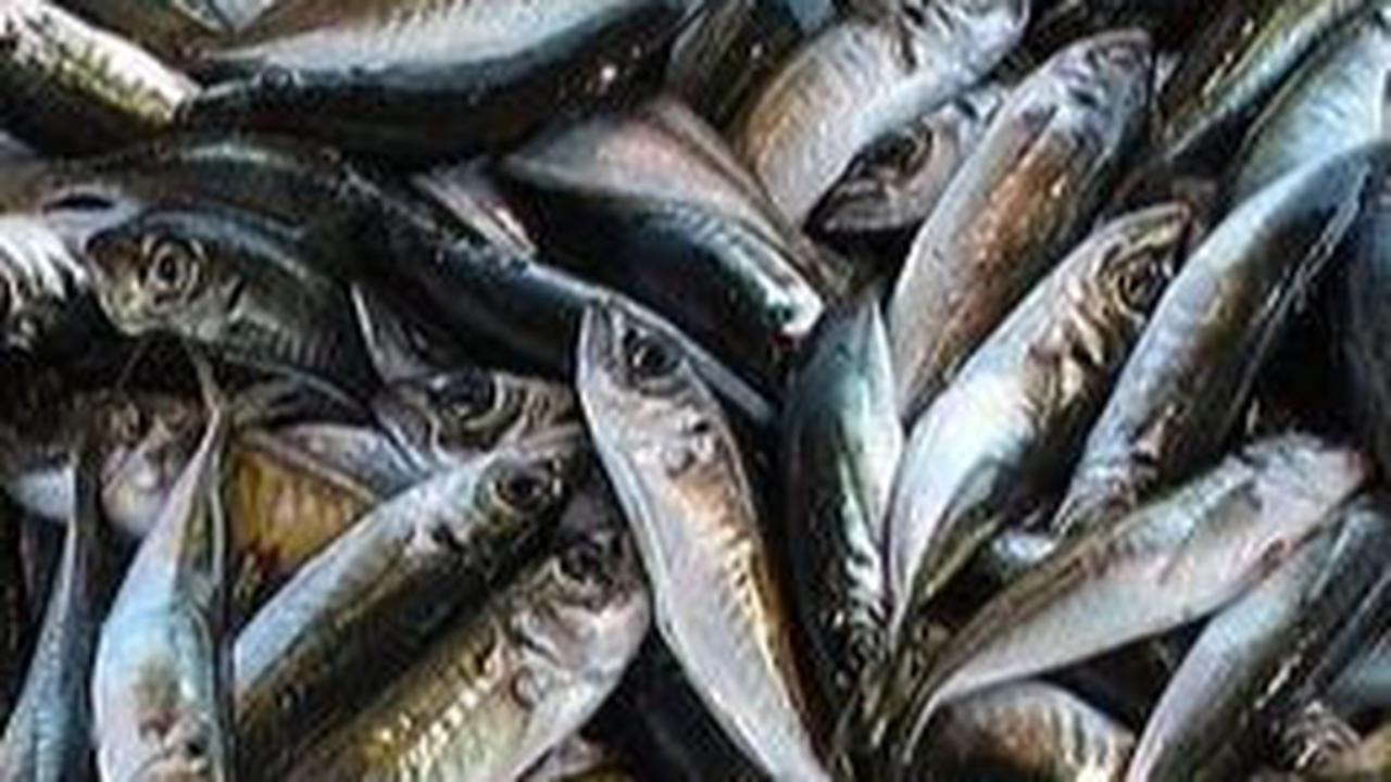 Buang Limbah Nuklir ke Laut, Ini Jenis Ikan yang Wajib Diwaspadai Terkontaminasi Merkuri