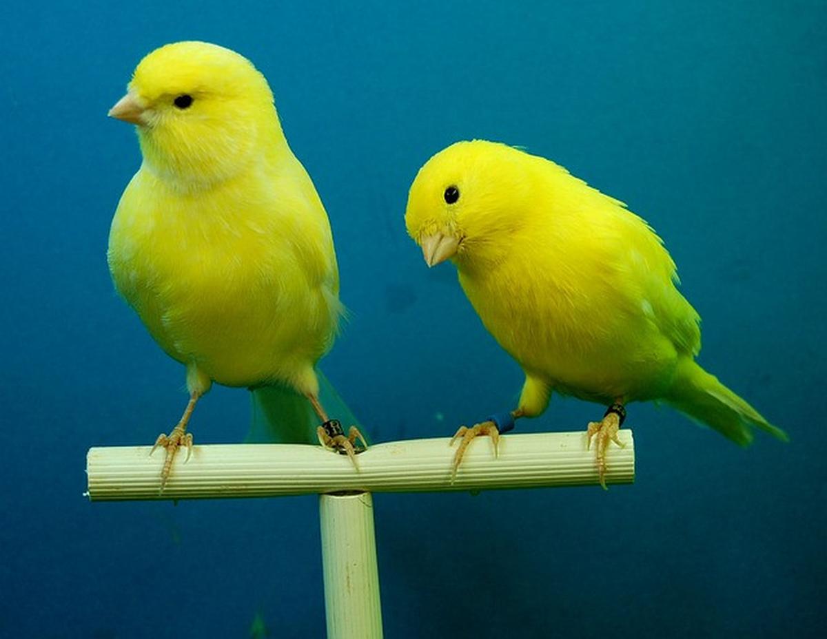 Ilustrasi burung kenari