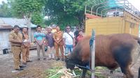 Salah satu sapi jenis simental yang diberikan Presiden Prabowo untuk umat muslim di Masjid Ar-Rahman Waipare, Kabupaten Sikka, NTT (Liputan6.com/Ola Keda)