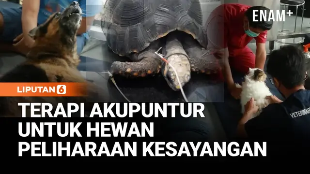 Terapi Akupuntur untuk Hewan Peliharaan, Kebanyakan Kasus Syaraf