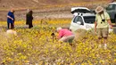 Para turis saat menikmati hamparan bunga liar yang tumbuh di Taman Nasional Death Valley, California (4/3). Wilayah yang dikenal tempat terkering di Amerika Utara ini berubah menjadi lautan warna-warni bunga liar. (ROBYN BECK / AFP)