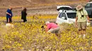 Para turis saat menikmati hamparan bunga liar yang tumbuh di Taman Nasional Death Valley, California (4/3). Wilayah yang dikenal tempat terkering di Amerika Utara ini berubah menjadi lautan warna-warni bunga liar. (ROBYN BECK / AFP)