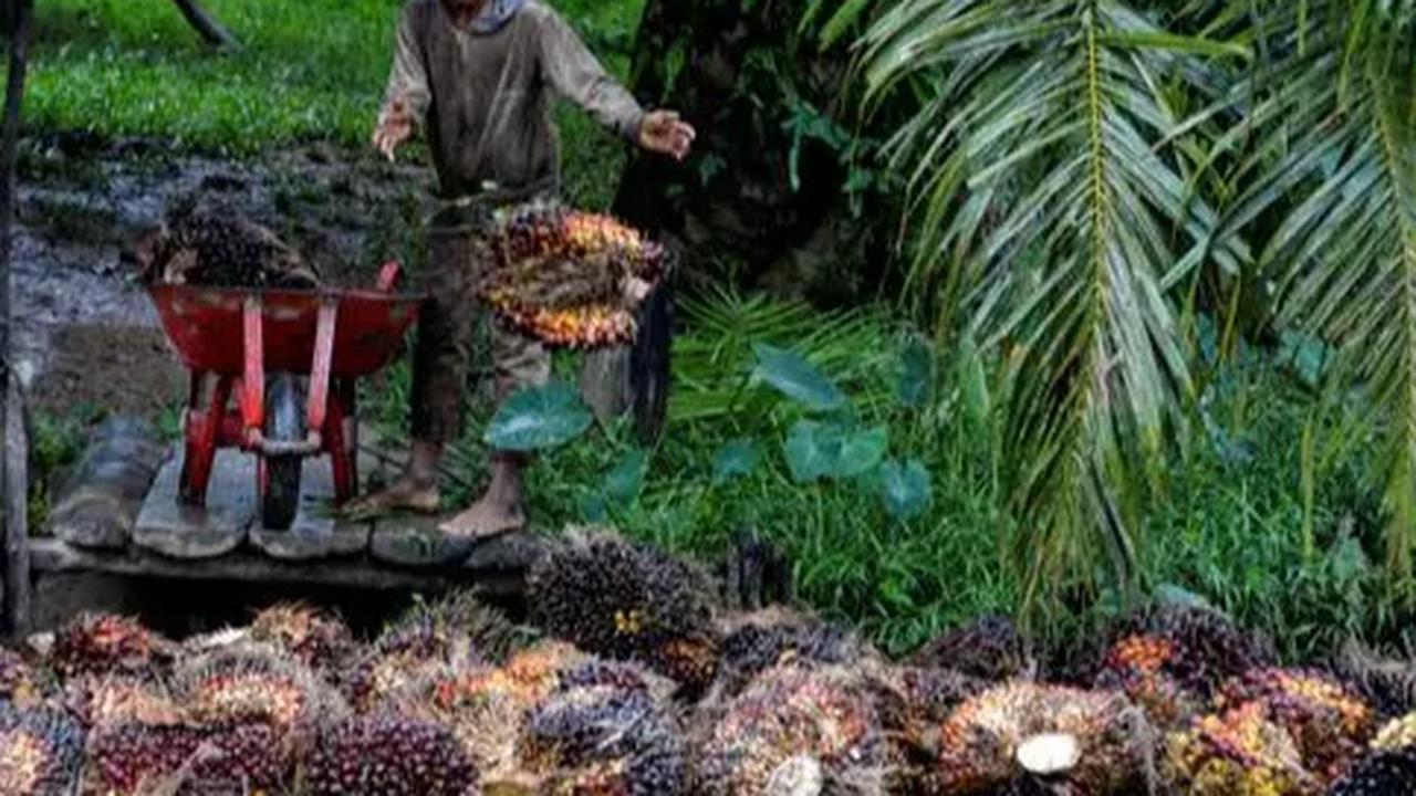 Direktur PTPN IV, Sucipto Prayitno menyampaikan, bahwa kerja sama tersebut merupakan inisiatif PTPN IV sebagai salah satu anak usaha PTPN III (Persero) yang bergerak di bidang perkebunan kelapa sawit.
