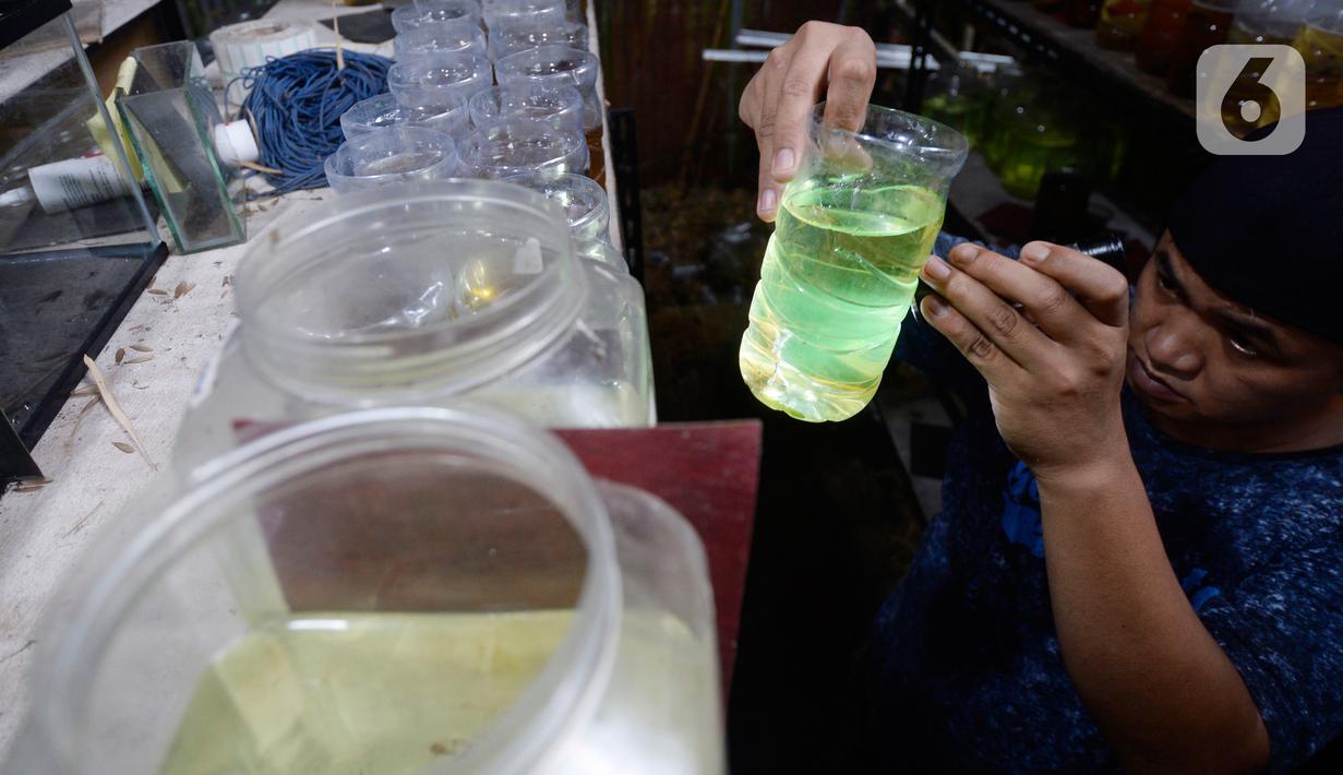 Aktivitas pekerja di pusat budidaya cupang Boston Betta Serpong, Tangerang Selatan, Selasa (8/12/2020). Dalam satu bulan Boston Betta mampu menjual Ikan cupang hias sebanyak 10 ribu ekor secara daring maupun langsung dengan omset mencapai Rp100 juta. (merdeka.com/Dwi Narwoko)