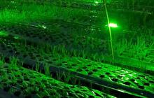 Usir Hama dengan Lampu Gemerlap di Sawah, Petani Bawang Merah Banyuwangi Hasilkan Cuan Melimpah