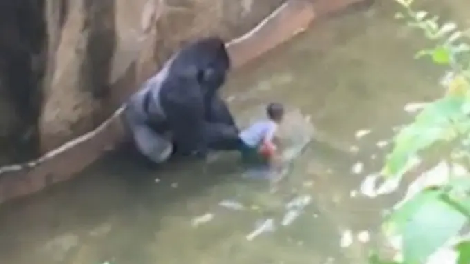 Seret Bocah, Seekor Gorila Ditembak Mati 