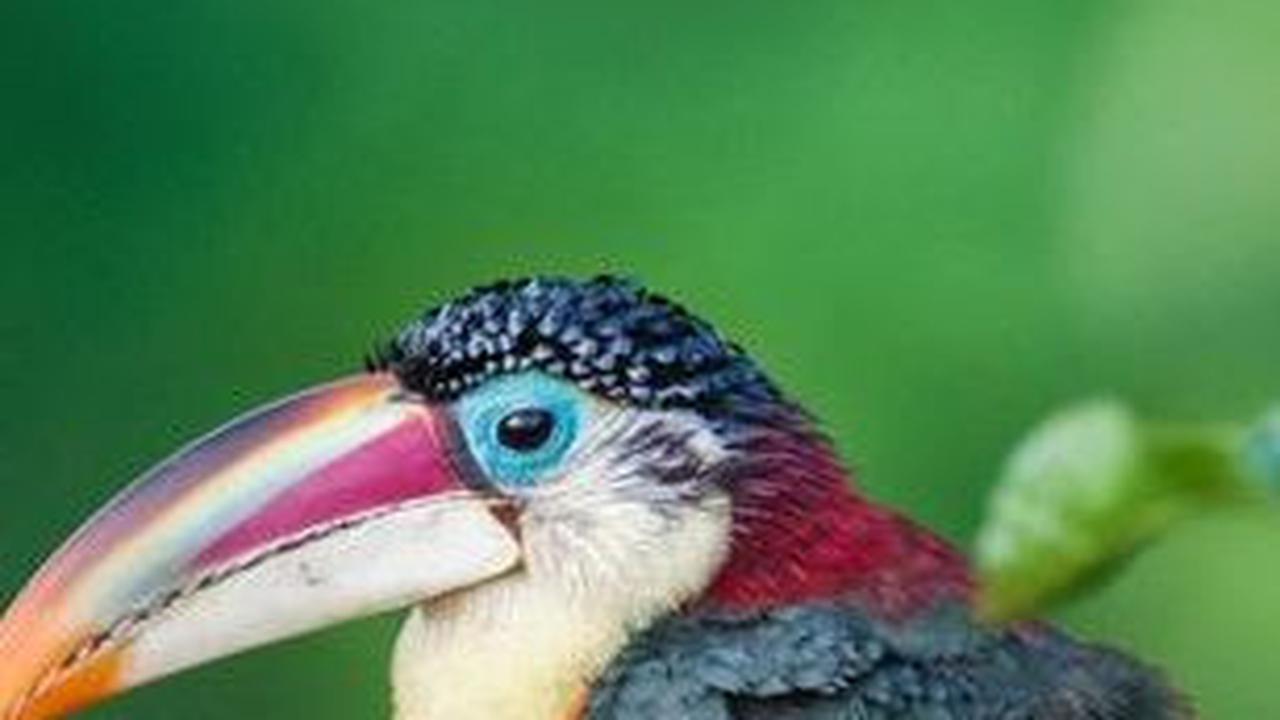 23. Burung Aracari Jambul Keriting