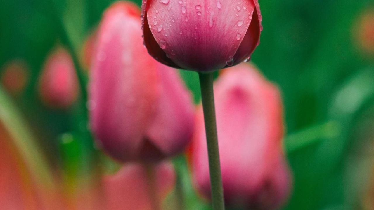 <b>Bunga Tulip</b>