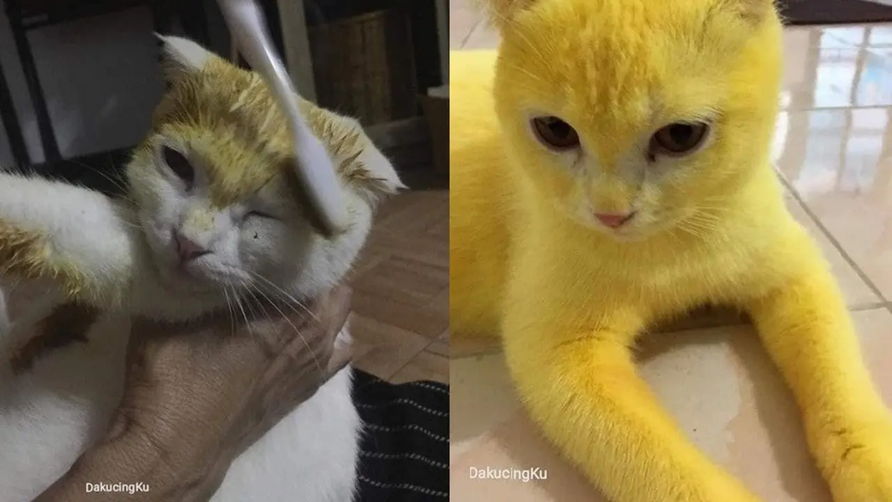 Kucing berbulu kuning