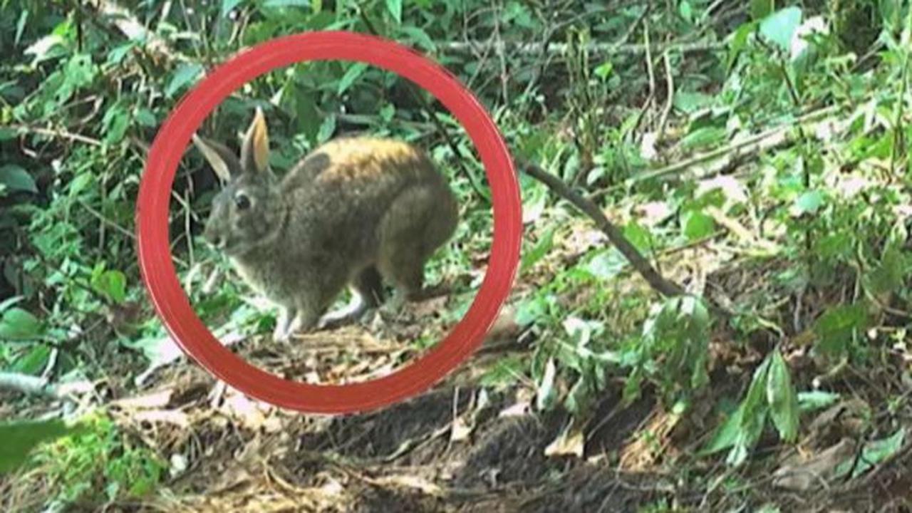 Hilang Tanpa Jejak Selama 120 Tahun, Kelinci Ini Tiba-Tiba Muncul Lagi